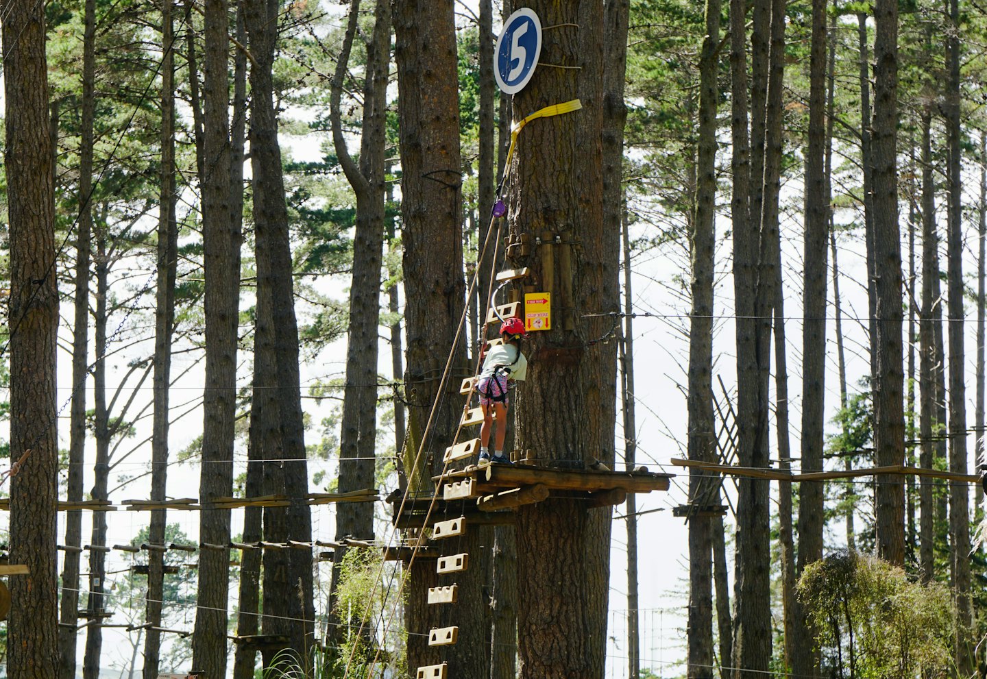 Una persona con casco rojo sube por la escalera de un árbol alto.